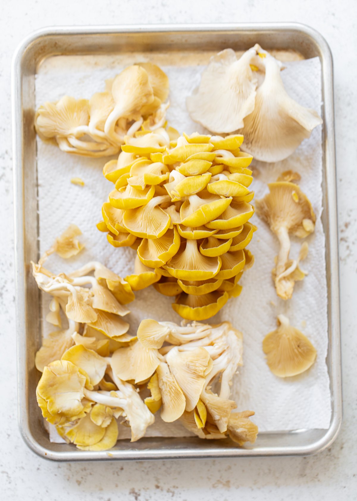 https://familystylefood.com/wp-content/uploads/2022/01/Oyster-Mushrooms.jpg